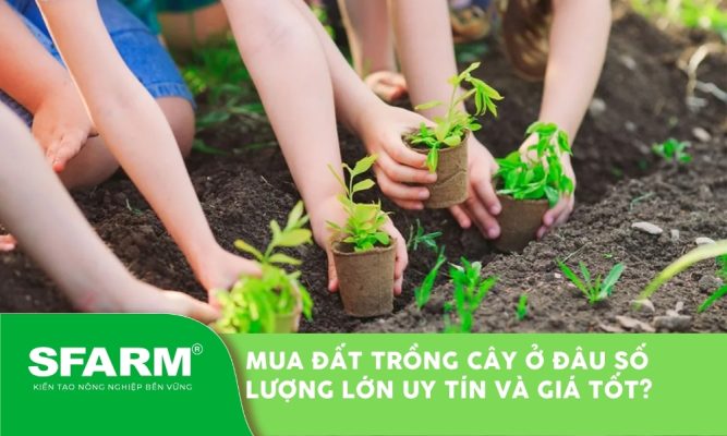 Mua đất trồng cây ở đâu số lượng lớn uy tín và giá tốt nhất?
