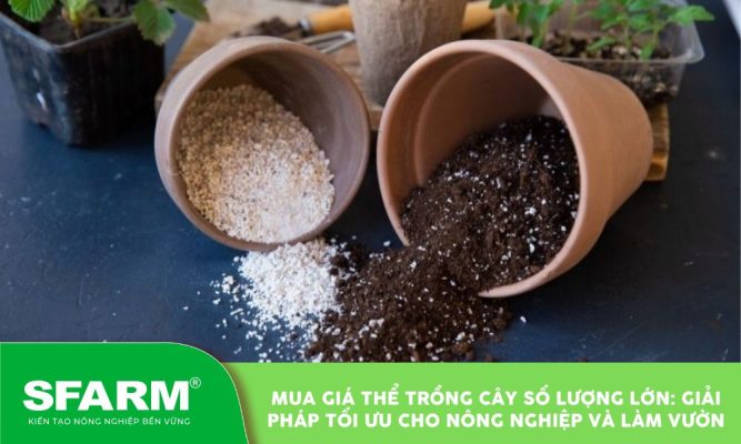 mua gia the trong cay so luong lon