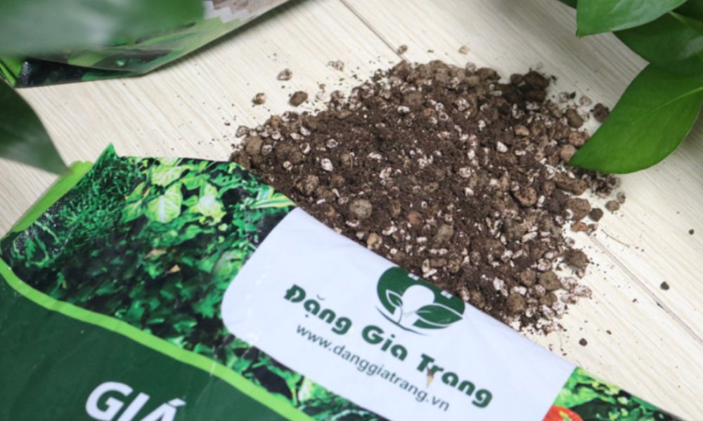 mua gia the trong cay so luong lon 9