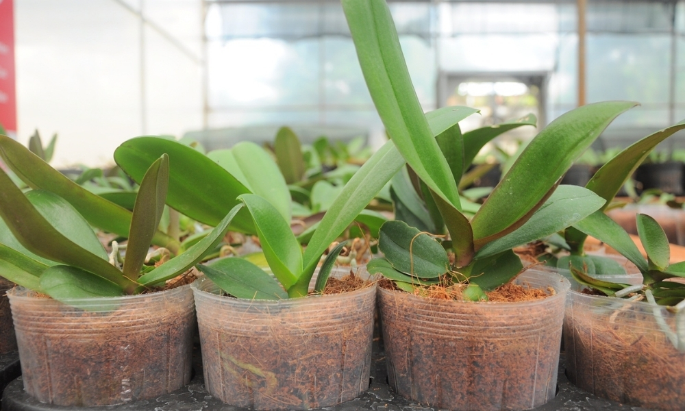 Cách dùng và bảo quản giá thể cho lan