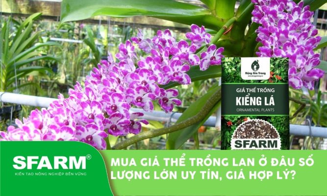 mua gia the trong lan o dau so luong lon thumb