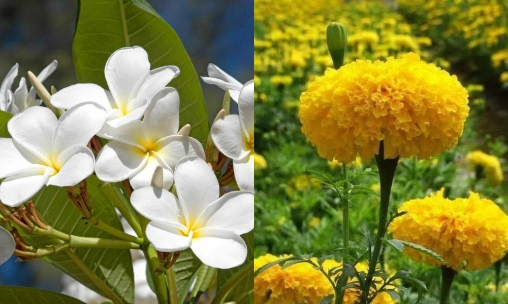 Hoa sứ, vạn thọ