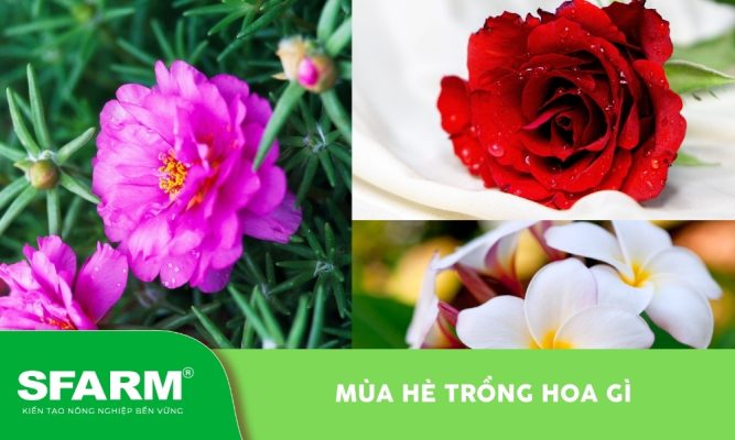 Mùa hè trồng hoa gì