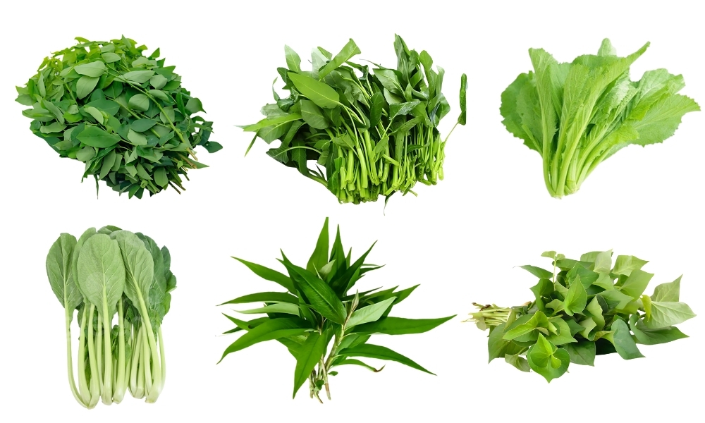 Trồng các loại rau ăn lá