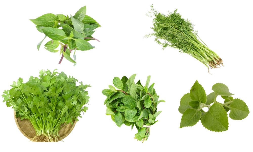 Trồng rau gia vị, rau thơm