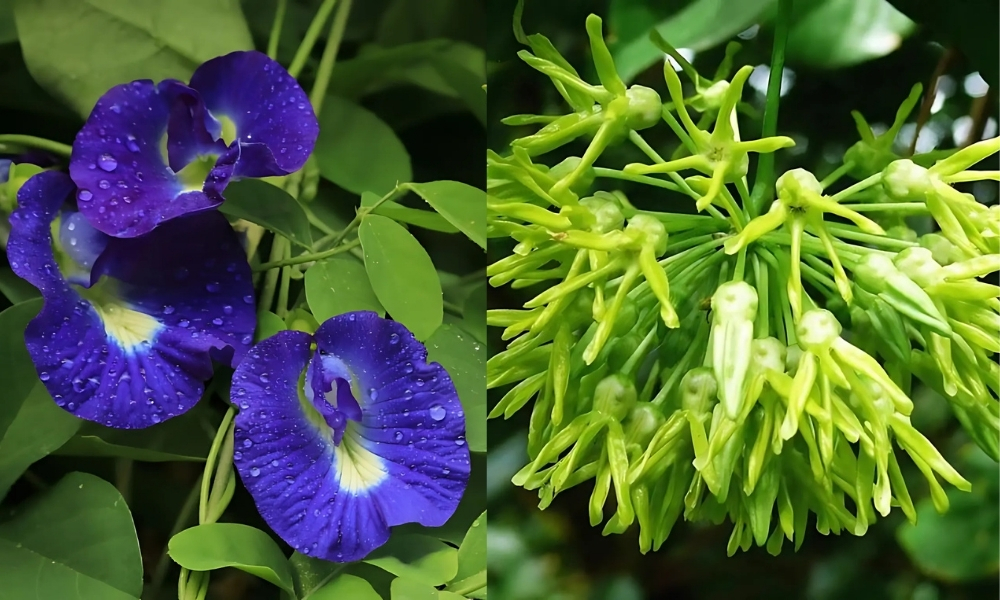 Trồng hoa ăn được như hoa đậu biếc, hoa thiên lý