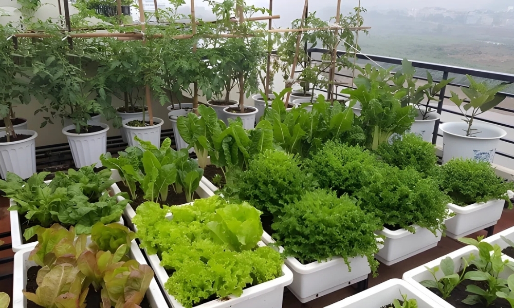 Trồng rau trong thùng xốp hoặc chậu để kiểm soát thoát nước