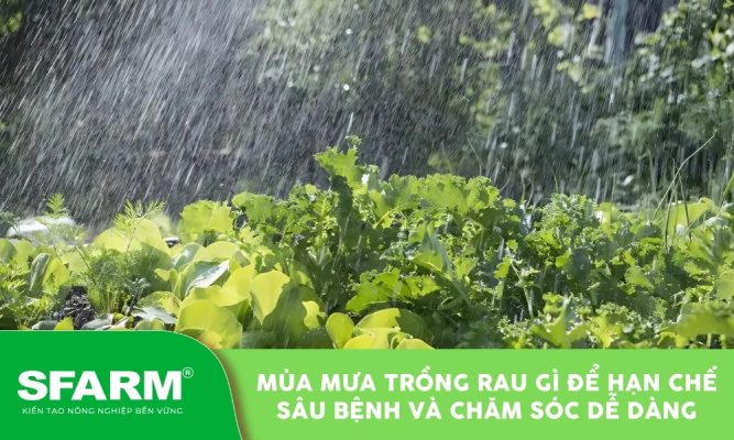 Mùa mưa trồng rau gì để vườn luôn xanh tốt và dễ chăm sóc