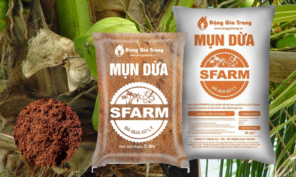 Mua mụn dừa số lượng lớn ở đâu?