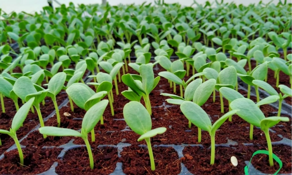 Hướng dẫn sử dụng mụn dừa cho cây trồng hiệu quả