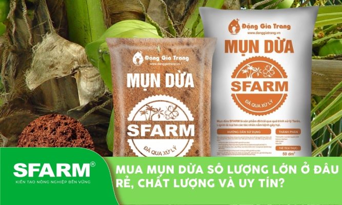 mua mun dua so luong lon thumb