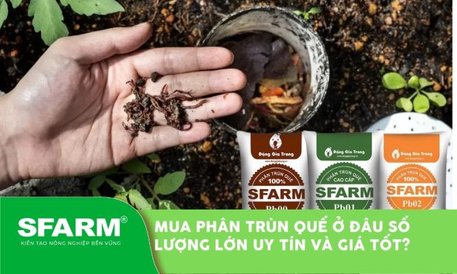 mua phan trun que o dau so luong lon thumb