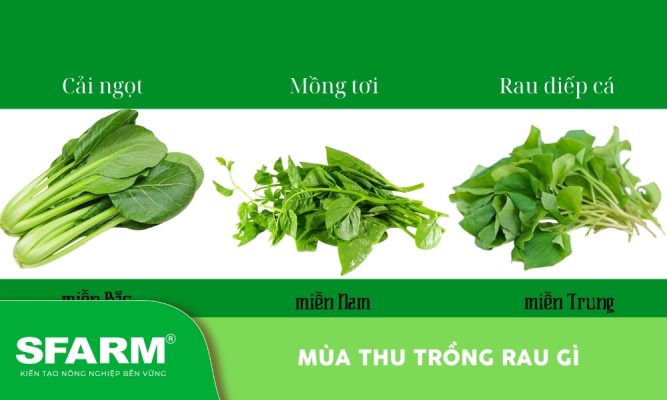 Mùa thu trồng rau gì