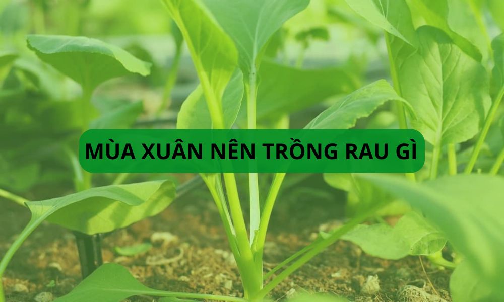 Mùa xuân trồng rau gì?