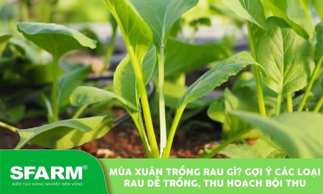 mua xuan trong rau gi