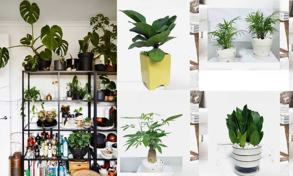 Cách chọn cây phù hợp cho chậu nhỏ
