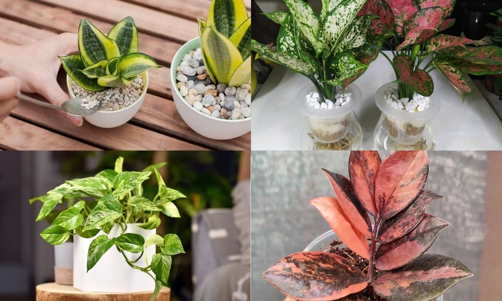 Những loại cây xanh dễ trồng trong chậu nhỏ