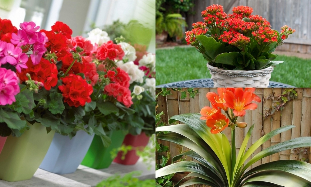 Những loại hoa dễ trồng trong chậu nhỏ