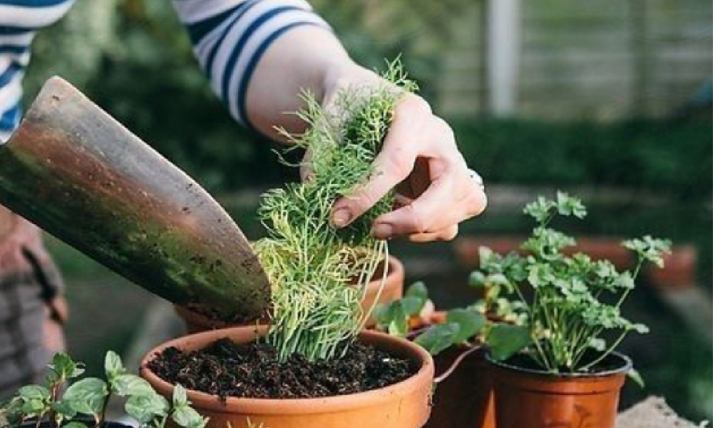 Mẹo chăm cây trong chậu nhỏ để luôn xanh tốt