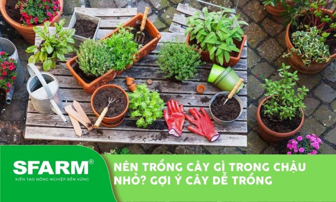 Nên trồng cây gì trong chậu nhỏ? Gợi ý các loại cây dễ trồng