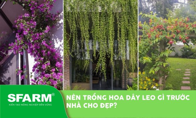 nen trong hoa day leo gi truoc nha thumb