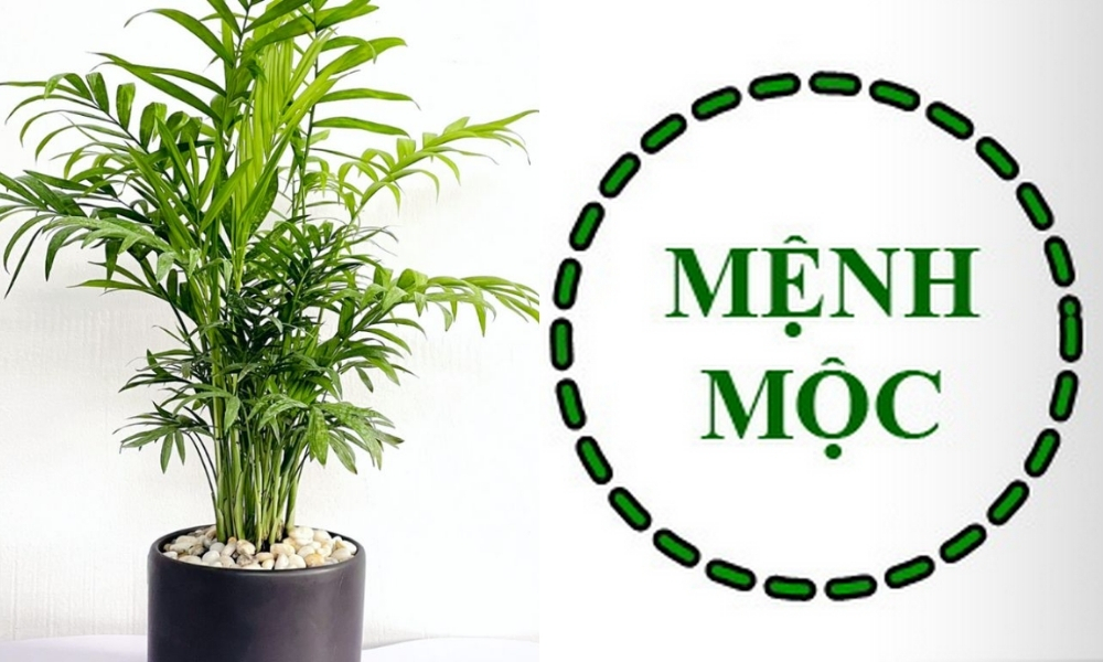 Người mệnh Mộc và ý nghĩa khi trồng cây trong nhà