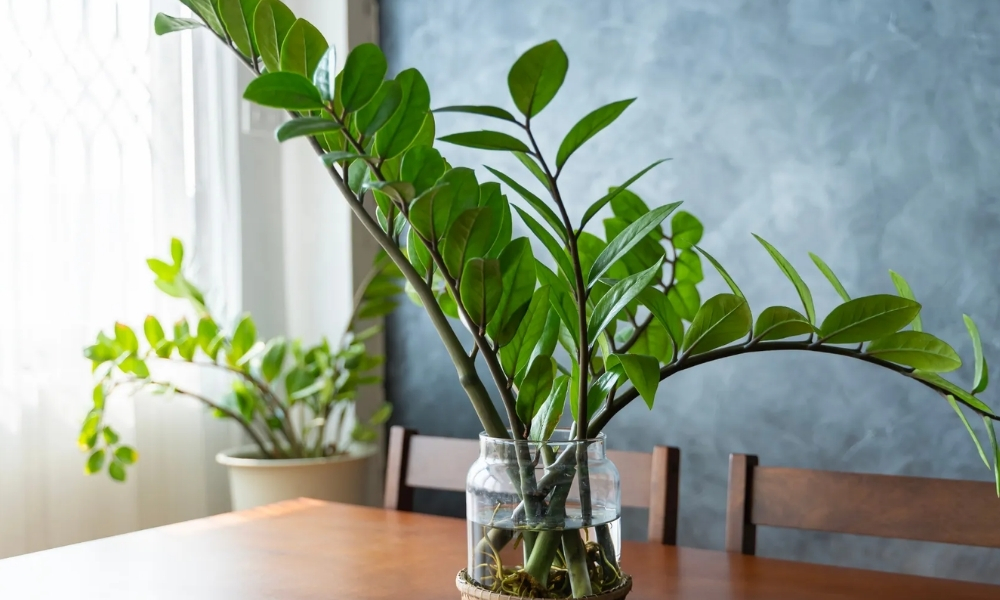 Vì sao người mệnh Mộc nên trồng cây trong nhà?