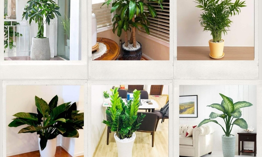 Một số cây người mệnh Mộc nên trồng trong nhà