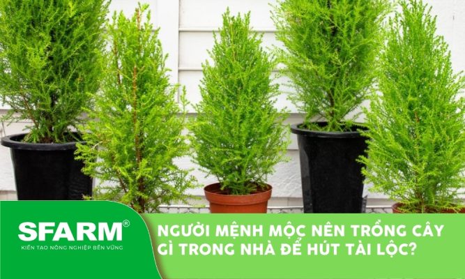 Người mệnh Mộc nên trồng cây gì trong nhà để hút tài lộc?