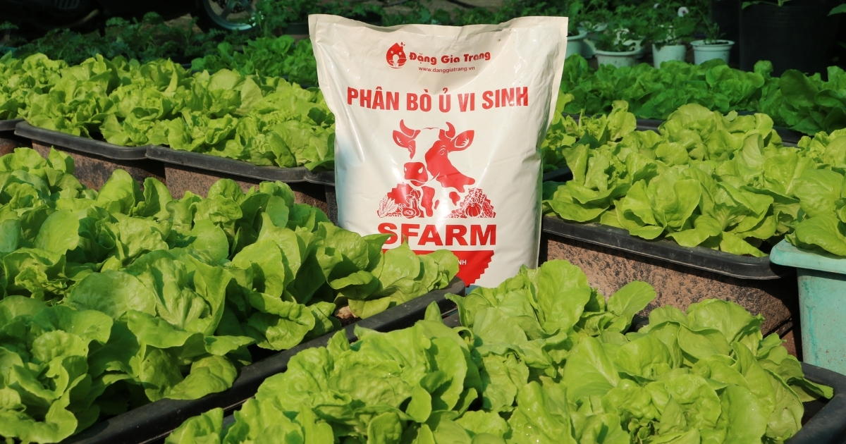 Phân bò ủ vi sinh của SFARM phù hợp cho trồng rau tại nhà và canh tác quy mô lớn Phân bò ủ vi sinh của SFARM phù hợp cho trồng rau tại nhà và canh tác quy mô lớn