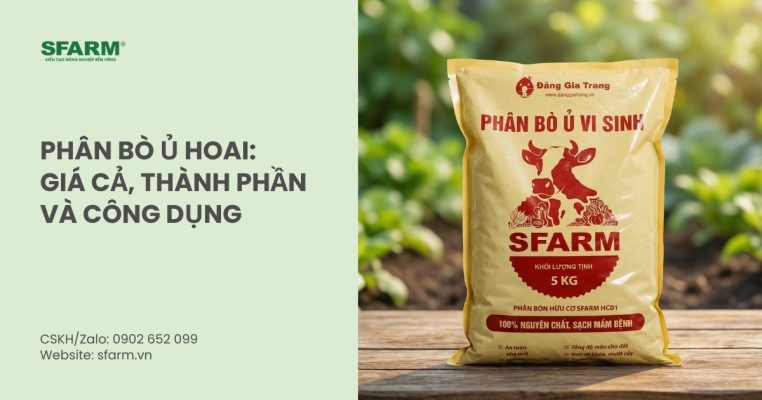 phan bo u hoai thumb