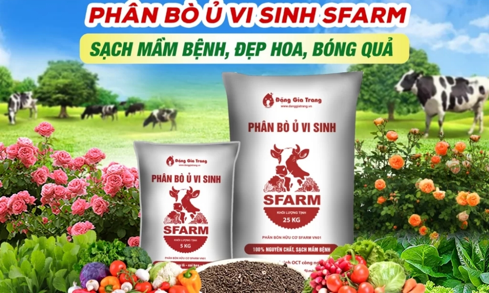 Phân bò ủ vi sinh SFARM