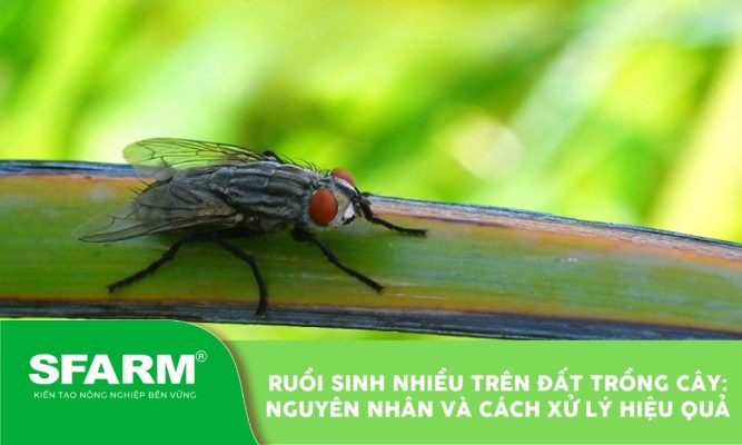 ruoi sinh nhieu tren dat trong cay