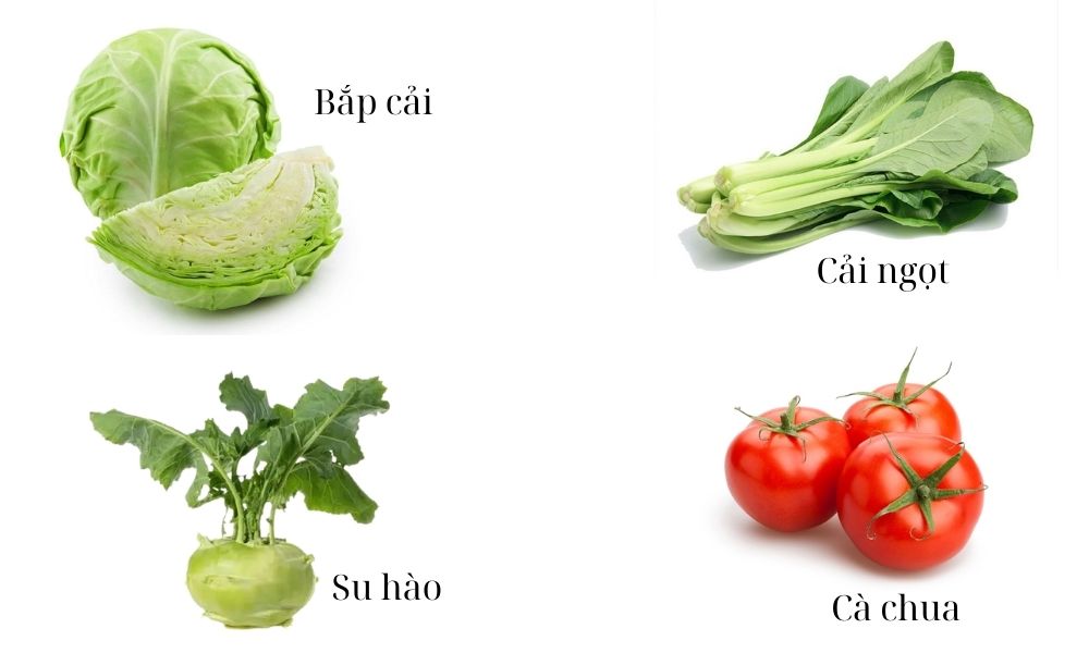 Miền Bắc: Bắp cải, su hào, cà chua, cải ngọt