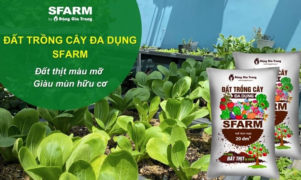 Đất cần tơi xốp, giàu dinh dưỡng, thoát nước tốt.