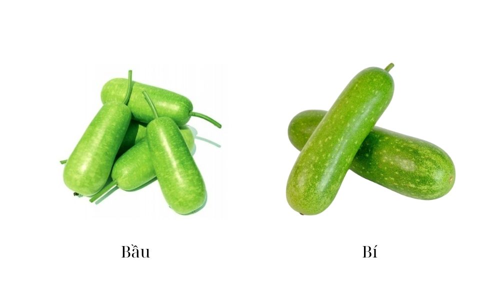 Tránh trồng rau ưa nóng như bầu, bí dài vào tháng 10