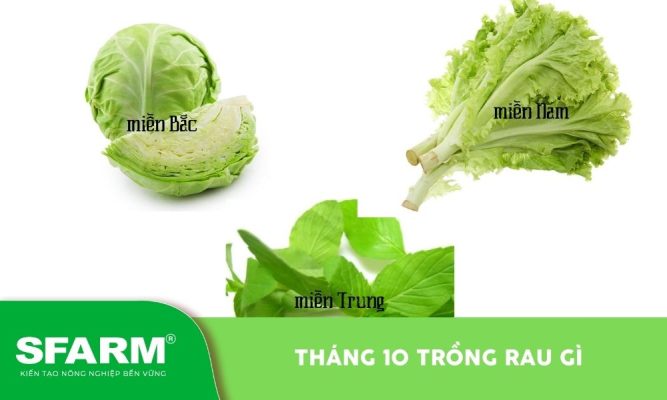Tháng 10 trồng rau gì