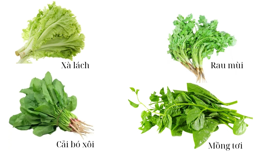 Miền Nam: Xà lách, cải bó xôi, rau mùi, mồng tơi