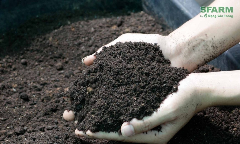 Đất trồng cần tơi xốp, thoát nước tốt: Đất trồng SFARM