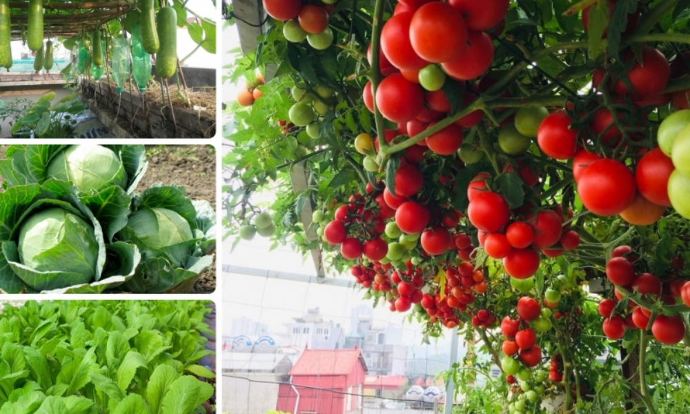 Tháng 11 trồng cây gì để vườn xanh tốt, sai quả