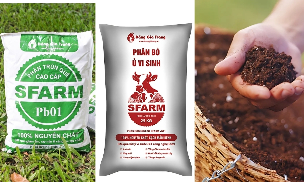 Dùng phân hữu cơ, phân trùn quế hoặc phân bò giúp cây phát triển nhanh