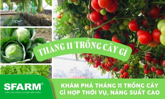 Gợi ý tháng 11 trồng cây gì cho rau quả tươi ngon