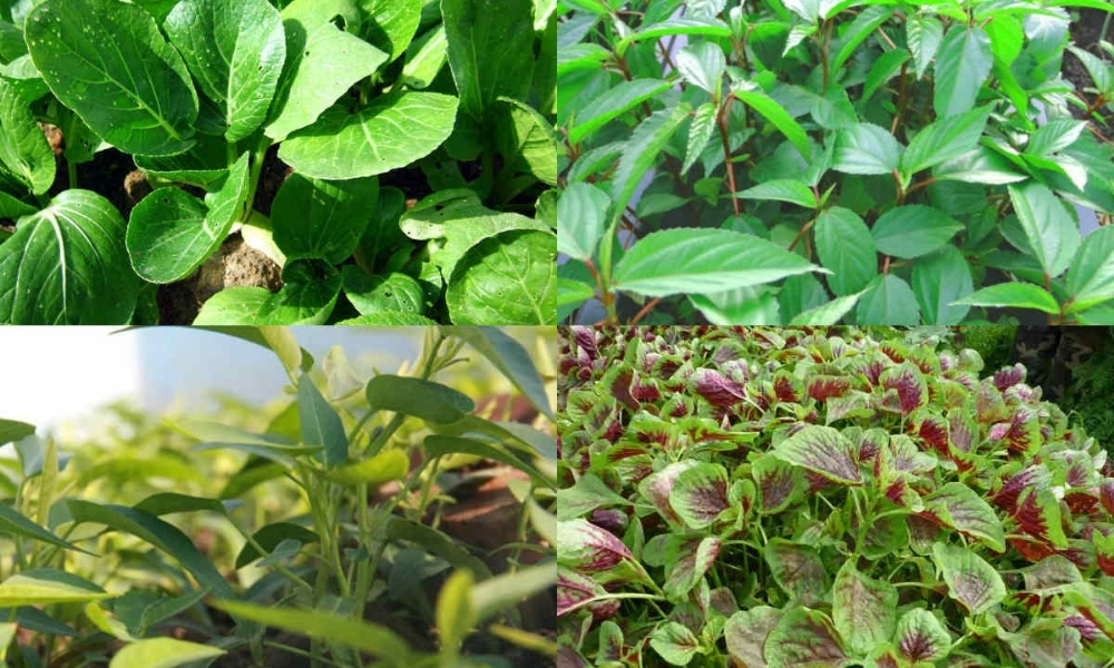 Tháng 7 trồng cây gì phù hợp khí hậu, cho rau xanh tốt quanh năm