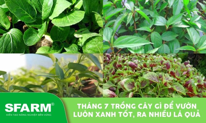 Các loại rau hợp lý khi tìm hiểu tháng 7 trồng cây gì tại nhà