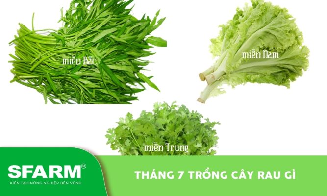 Tháng 7 trồng cây rau gì