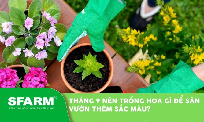 Tháng 9 nên trồng hoa gì để làm đẹp và tô sắc cho sân vườn?
