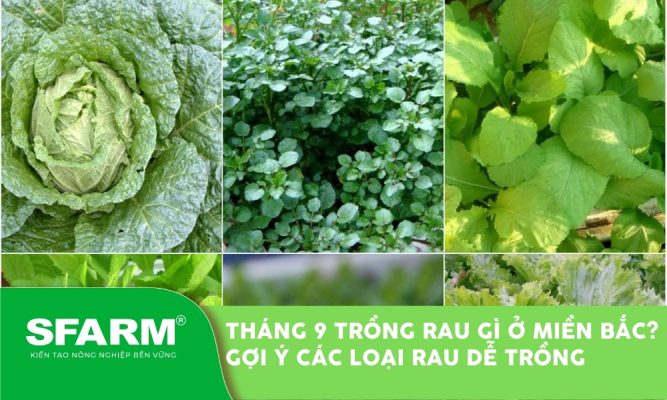 Tháng 9 trồng rau gì ở miền Bắc? Gợi ý các loại rau dễ trồng