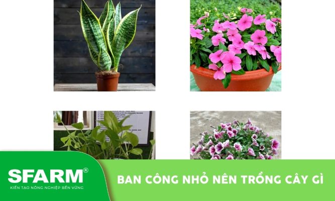 Ban công nhỏ nên trồng cây gì