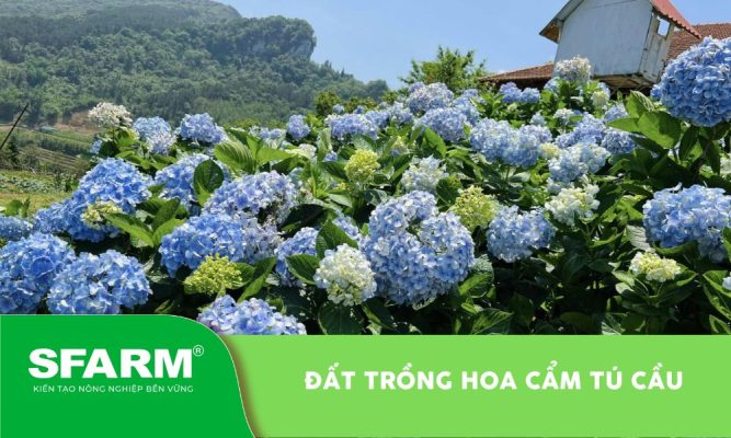 Đất trồng hoa cẩm tú cầu