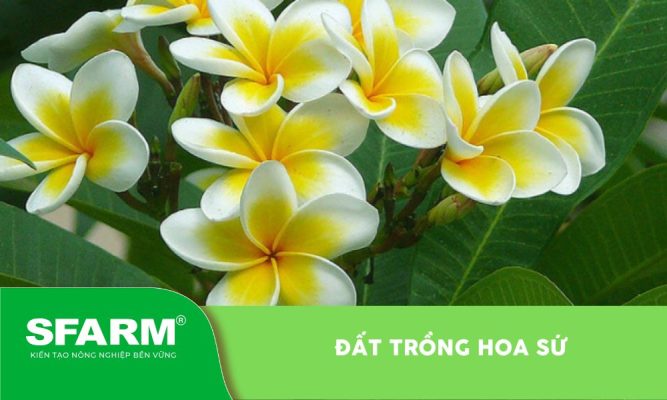Đất trồng hoa sứ